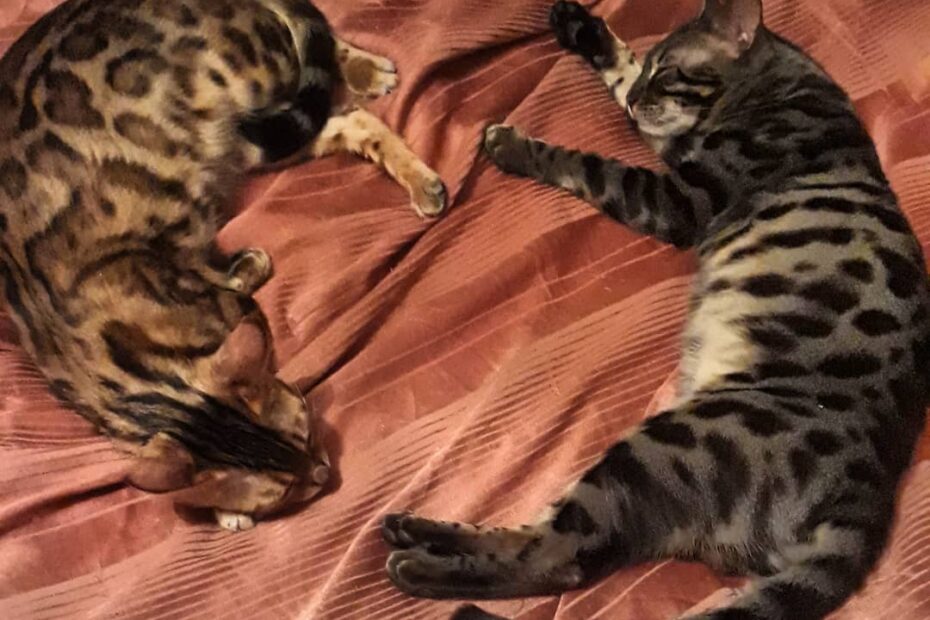 Bengal Cat Health Issues | Proactive Steps for a Healthier Bengal