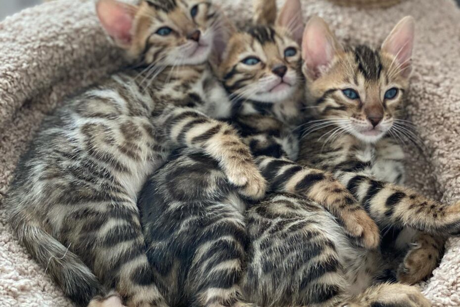 Bengal cat temperament | Cat Breed | Bengal Cat Breeder Near Me