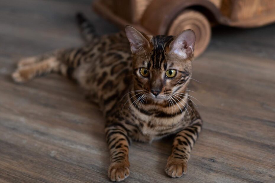Bengal Cats Hypoallergenic | Bengal Cat Allergies | Cat Allergies
