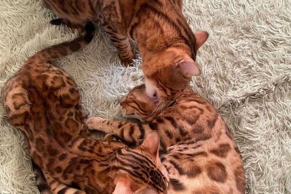 Bengal Cat Care Tips | Bengal Kittens For Sale Near Me