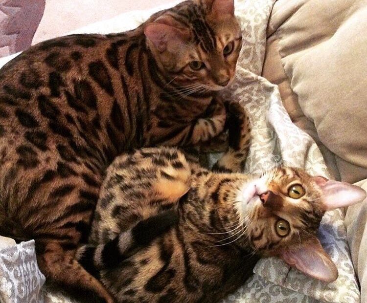 Bengal Cat | Bengal Cat Care | Bengal Cats For Sale