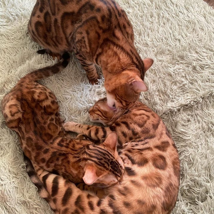 parent 03 Bengal Cat Parent | Bengal Cats For Sale | Bengal Kittens For Sale